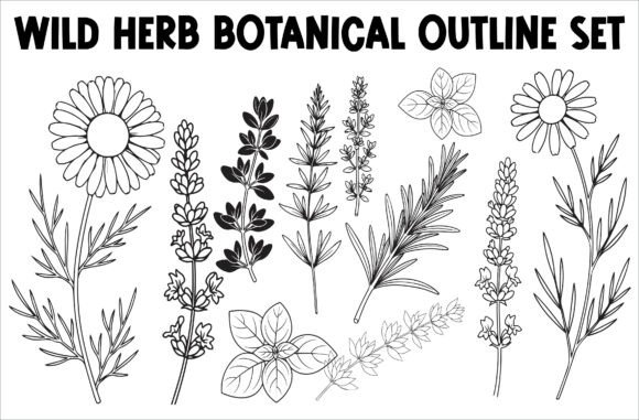 Download Wild Herb Botanical Outline Set - Outline Collection