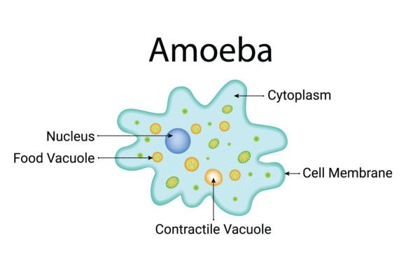 Download Amoeba Design Vector Illustration - Design Collection